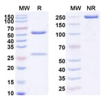 SDS-PAGE - Anti-IL-23 p19 Antibody [QX 4N] Biosimilar - BSA and Azide free (A340048) - Antibodies.com