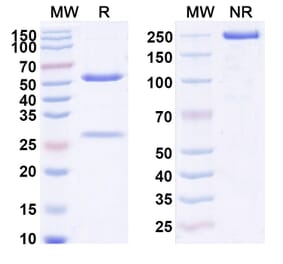 SDS-PAGE - Anti-IL-25 Antibody [ABM125] Biosimilar - BSA and Azide free (A340049) - Antibodies.com