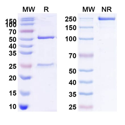 SDS-PAGE - Anti-IL2 Receptor beta Antibody [Mik beta 1] Biosimilar - BSA and Azide free (A340050) - Antibodies.com