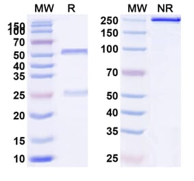 SDS-PAGE - Anti-IL-2RG Antibody [REGN7257] Biosimilar - BSA and Azide free (A340051) - Antibodies.com