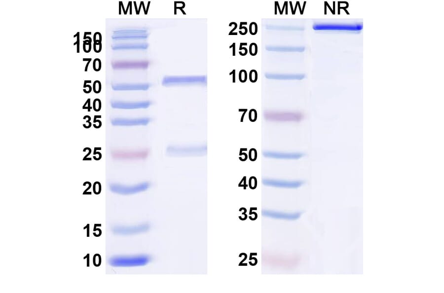 SDS-PAGE - Anti-IL-2RG Antibody [REGN7257] Biosimilar - BSA and Azide free (A340051) - Antibodies.com