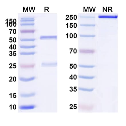 SDS-PAGE - Anti-IL-2RG Antibody [REGN7257] Biosimilar - BSA and Azide free (A340051) - Antibodies.com