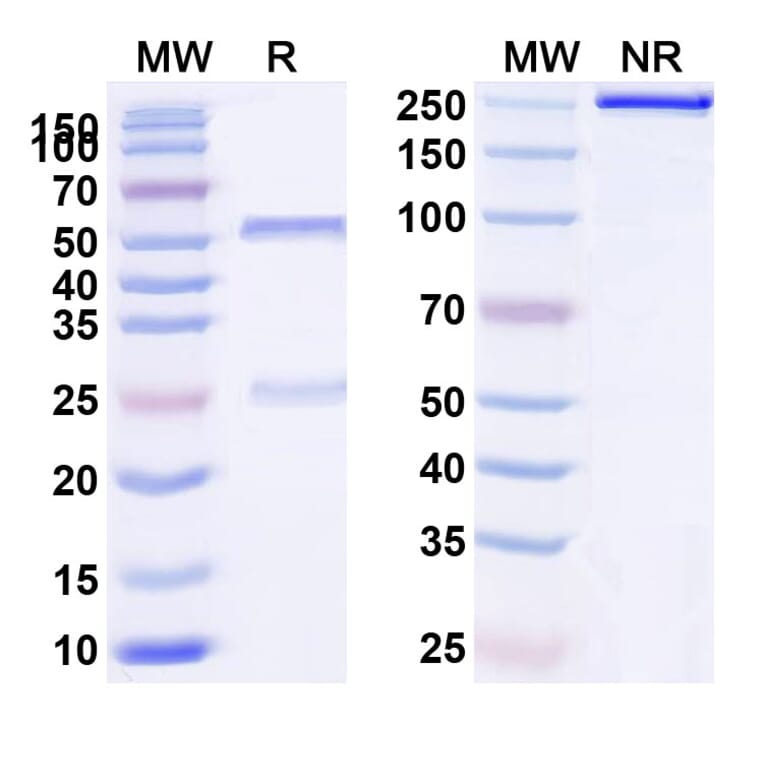 SDS-PAGE - Anti-IL-2RG Antibody [REGN7257] Biosimilar - BSA and Azide free (A340051) - Antibodies.com