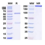 SDS-PAGE - Anti-IL-2RG Antibody [REGN7257] Biosimilar - BSA and Azide free (A340051) - Antibodies.com