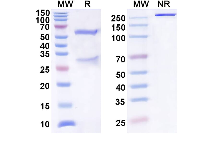 SDS-PAGE - Anti-IL-31 Antibody [BMS-981164] Biosimilar - BSA and Azide free (A340052) - Antibodies.com