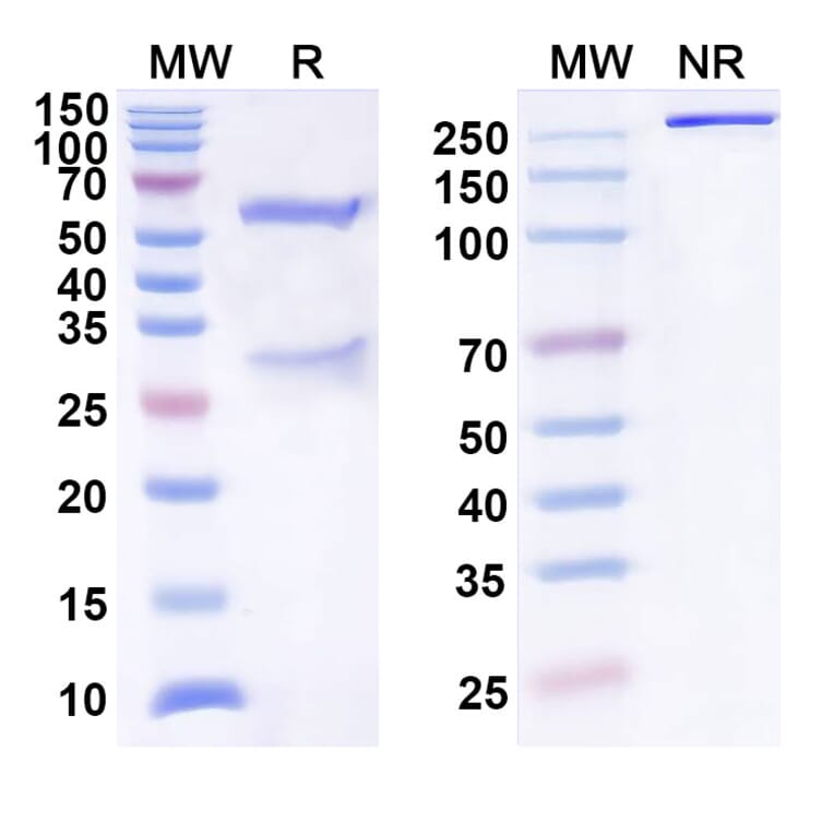 SDS-PAGE - Anti-IL-31 Antibody [BMS-981164] Biosimilar - BSA and Azide free (A340052) - Antibodies.com