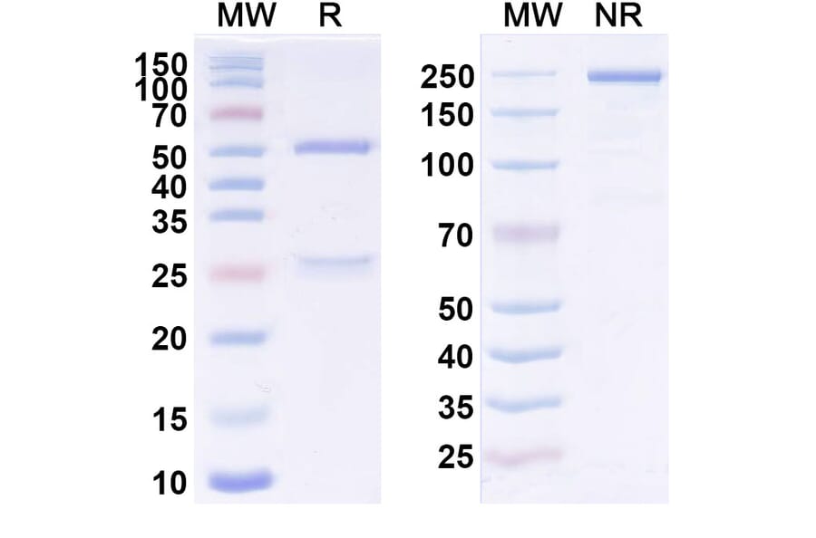 SDS-PAGE - Anti-CD123 Antibody [UCART123] Biosimilar - BSA and Azide free (A340054) - Antibodies.com