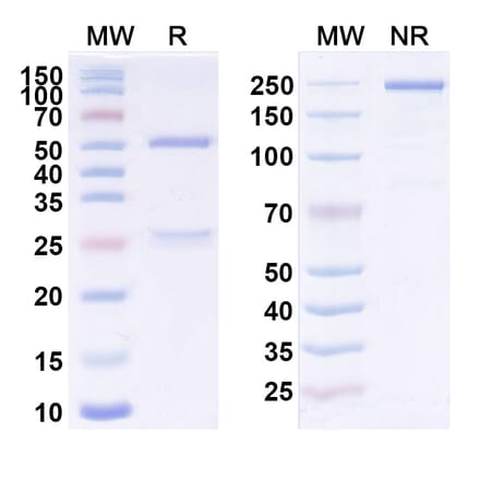 SDS-PAGE - Anti-CD123 Antibody [UCART123] Biosimilar - BSA and Azide free (A340054) - Antibodies.com
