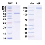 SDS-PAGE - Anti-CD123 Antibody [CSL36] Biosimilar - BSA and Azide free (A340055) - Antibodies.com