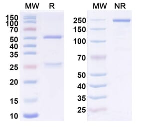 SDS-PAGE - Anti-CD123 Antibody [KHK2823] Biosimilar - BSA and Azide free (A340056) - Antibodies.com