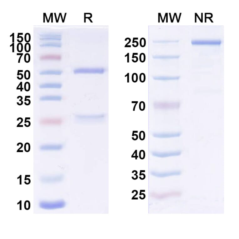 SDS-PAGE - Anti-CD123 Antibody [KHK2823] Biosimilar - BSA and Azide free (A340056) - Antibodies.com