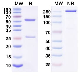 SDS-PAGE - Anti-CD123 Antibody [SGN-CD123A] Biosimilar - BSA and Azide free (A340057) - Antibodies.com
