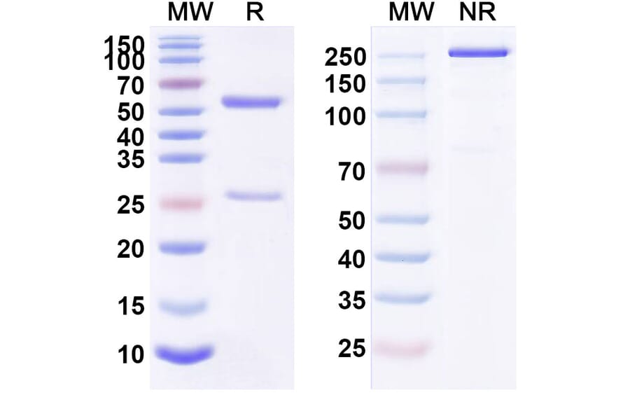 SDS-PAGE - Anti-CD123 Antibody [SGN-CD123A] Biosimilar - BSA and Azide free (A340057) - Antibodies.com