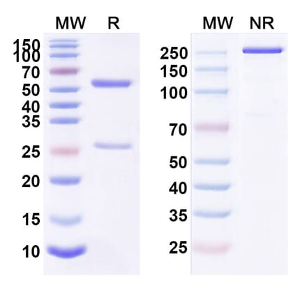 SDS-PAGE - Anti-IL-4R Antibody [AMG 317] Biosimilar - BSA and Azide free (A340059) - Antibodies.com