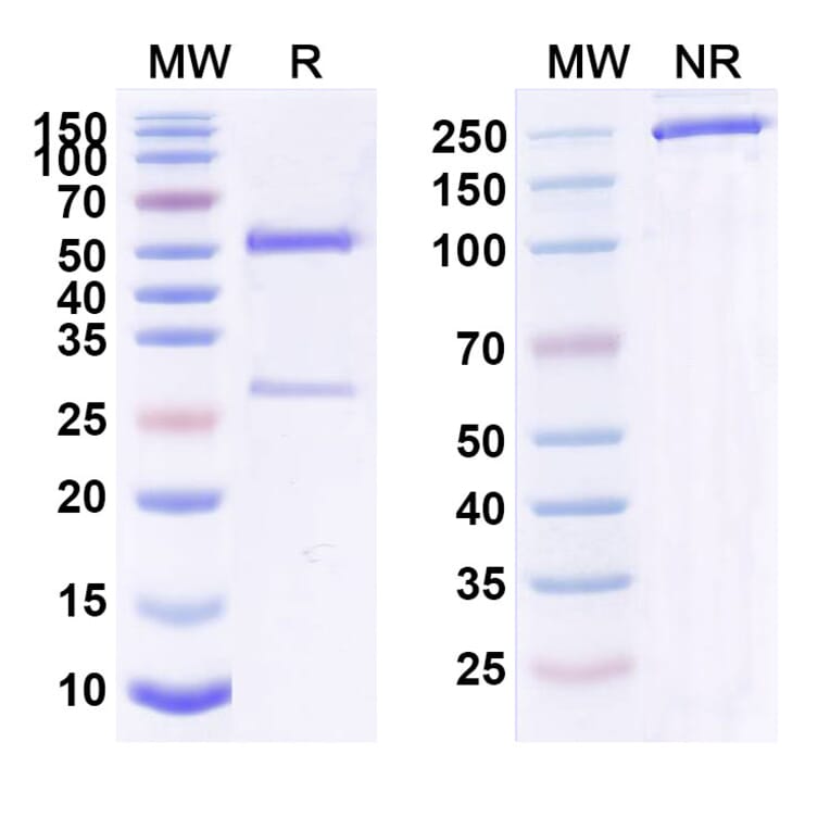 SDS-PAGE - Anti-IL-4R Antibody [QX 5N] Biosimilar - BSA and Azide free (A340060) - Antibodies.com