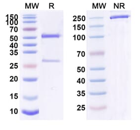 SDS-PAGE - Anti-IL-4R Antibody [BC 5] Biosimilar - BSA and Azide free (A340061) - Antibodies.com