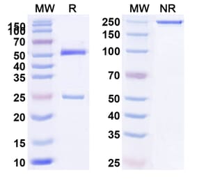 SDS-PAGE - Anti-IL-4R Antibody [MEDI245] Biosimilar - BSA and Azide free (A340063) - Antibodies.com