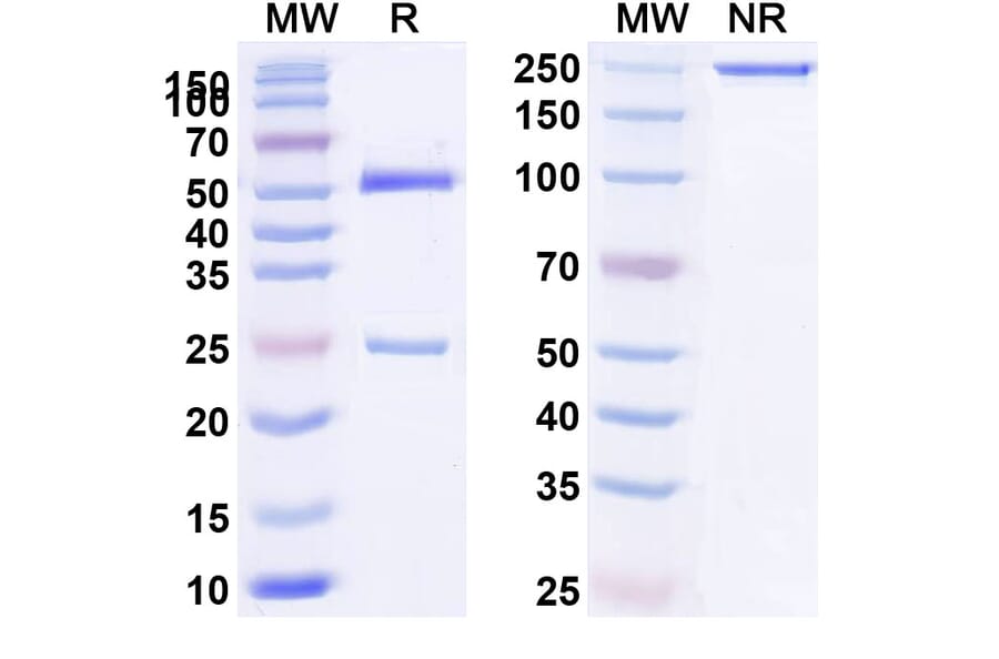 SDS-PAGE - Anti-IL-4R Antibody [MEDI245] Biosimilar - BSA and Azide free (A340063) - Antibodies.com