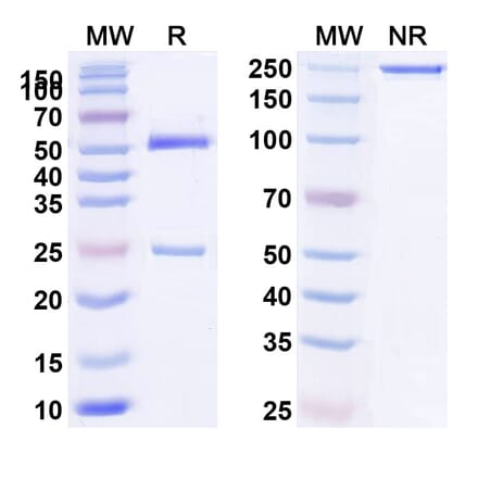 SDS-PAGE - Anti-IL-4R Antibody [MEDI245] Biosimilar - BSA and Azide free (A340063) - Antibodies.com
