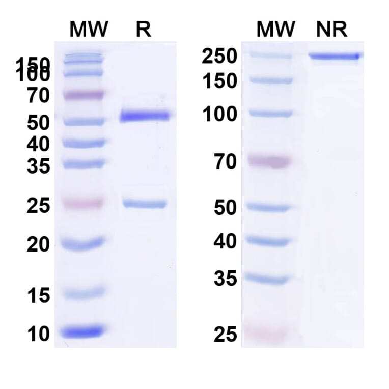 SDS-PAGE - Anti-IL-4R Antibody [MEDI245] Biosimilar - BSA and Azide free (A340063) - Antibodies.com