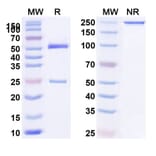 SDS-PAGE - Anti-IL-4R Antibody [MEDI245] Biosimilar - BSA and Azide free (A340063) - Antibodies.com