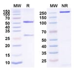 SDS-PAGE - Anti-IL-4R Antibody [MEDI9314] Biosimilar - BSA and Azide free (A340064) - Antibodies.com