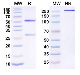 SDS-PAGE - Anti-IL-6 Antibody [SK2] Biosimilar - BSA and Azide free (A340067) - Antibodies.com