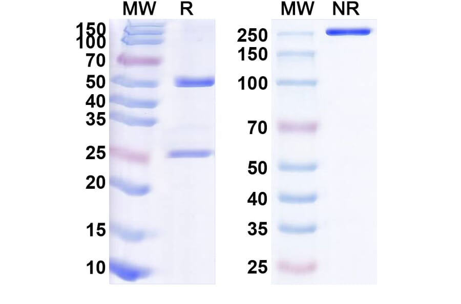 SDS-PAGE - Anti-IL-6 Antibody [CNTO 345] Biosimilar - BSA and Azide free (A340071) - Antibodies.com