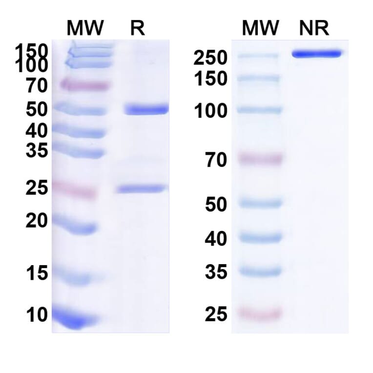 SDS-PAGE - Anti-IL-6 Antibody [CNTO 345] Biosimilar - BSA and Azide free (A340071) - Antibodies.com