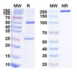 SDS-PAGE - Anti-IL-6 Antibody [CNTO 345] Biosimilar - BSA and Azide free (A340071) - Antibodies.com