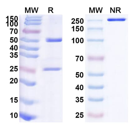 SDS-PAGE - Anti-IL-6 Antibody [PF-4236921] Biosimilar - BSA and Azide free (A340072) - Antibodies.com