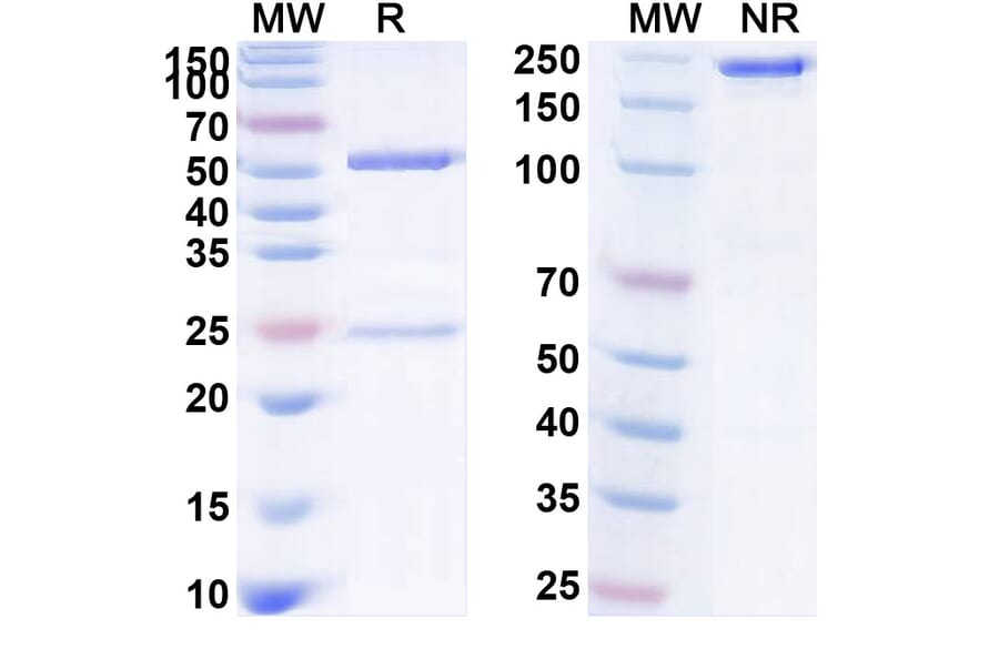 SDS-PAGE - Anti-IL-6 Antibody [EBI-31] Biosimilar - BSA and Azide free (A340073) - Antibodies.com