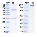 SDS-PAGE - Anti-IL-6 Antibody [WBP 216] Biosimilar - BSA and Azide free (A340074) - Antibodies.com