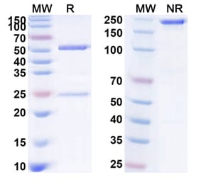 SDS-PAGE - Anti-CD126 Antibody [PM-1] Biosimilar - BSA and Azide free (A340075) - Antibodies.com