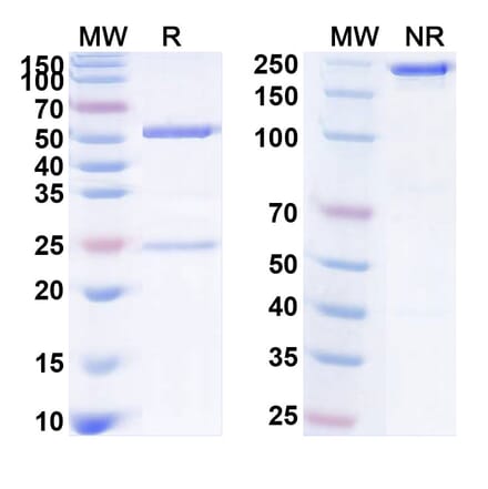 SDS-PAGE - Anti-CD126 Antibody [PM-1] Biosimilar - BSA and Azide free (A340075) - Antibodies.com