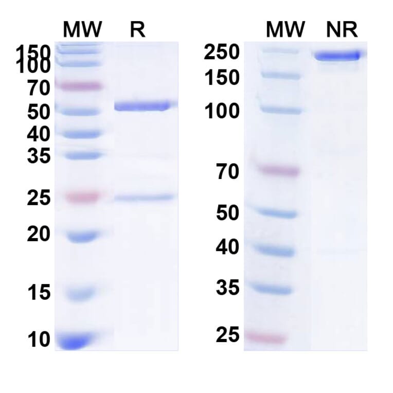 SDS-PAGE - Anti-CD126 Antibody [PM-1] Biosimilar - BSA and Azide free (A340075) - Antibodies.com