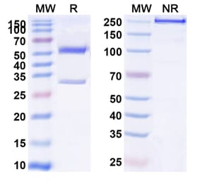 SDS-PAGE - Anti-Insulin Receptor Antibody [AGT-182] Biosimilar - BSA and Azide free (A340078) - Antibodies.com