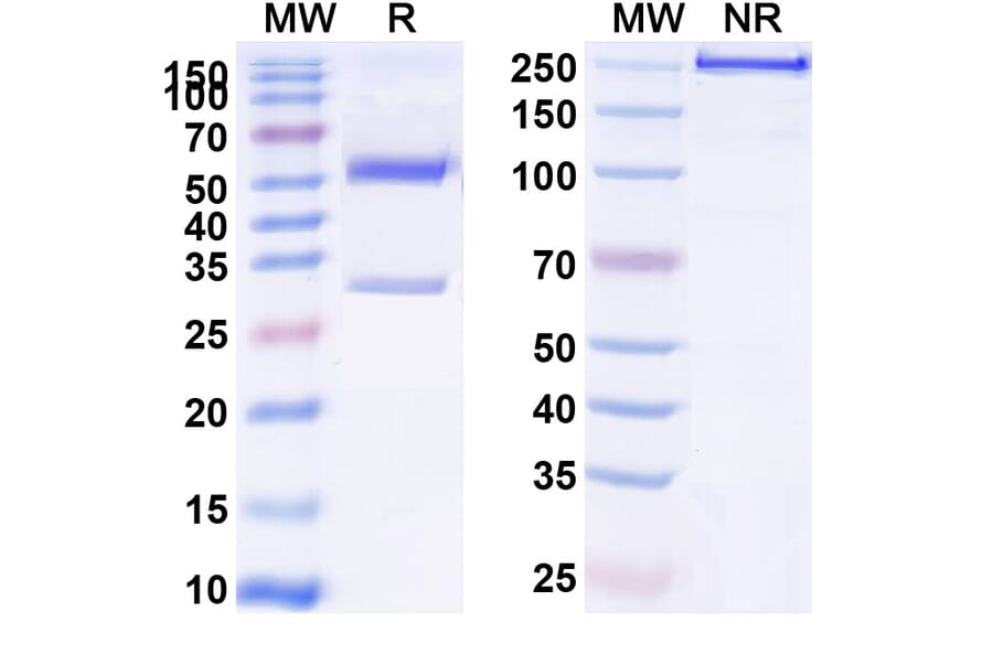 SDS-PAGE - Anti-Insulin Receptor Antibody [AGT-182] Biosimilar - BSA and Azide free (A340078) - Antibodies.com