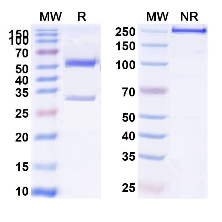 SDS-PAGE - Anti-Insulin Receptor Antibody [AGT-182] Biosimilar - BSA and Azide free (A340078) - Antibodies.com