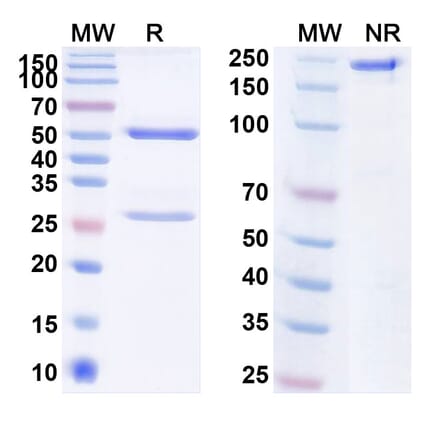 SDS-PAGE - Anti-Insulin Receptor Antibody [XOMA 129] Biosimilar - BSA and Azide free (A340080) - Antibodies.com