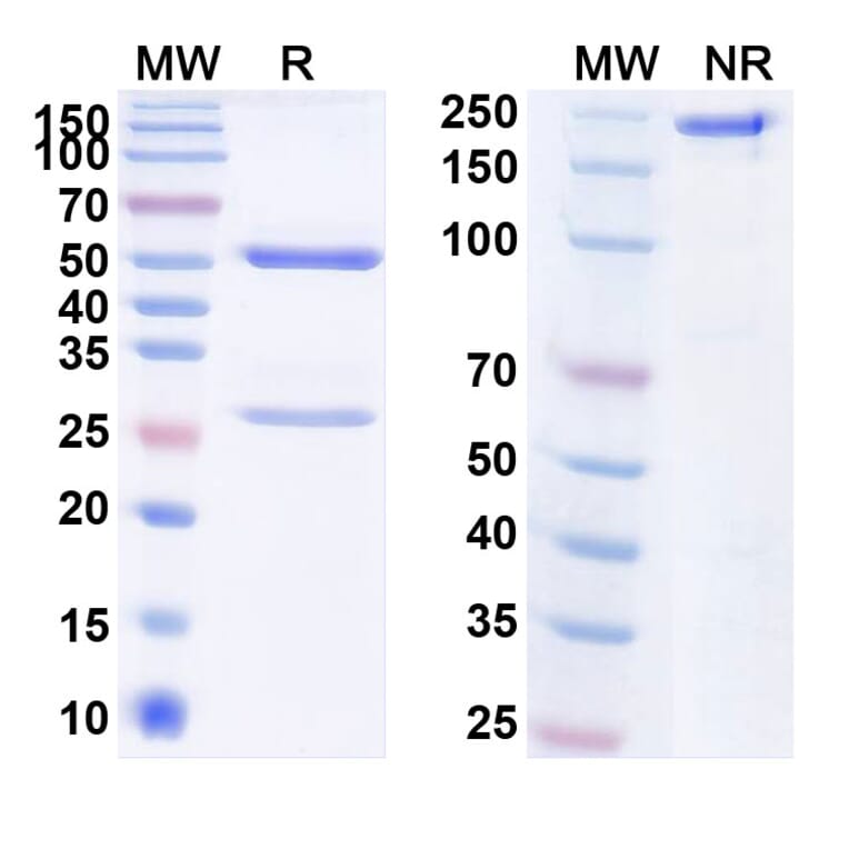 SDS-PAGE - Anti-Insulin Receptor Antibody [XOMA 129] Biosimilar - BSA and Azide free (A340080) - Antibodies.com
