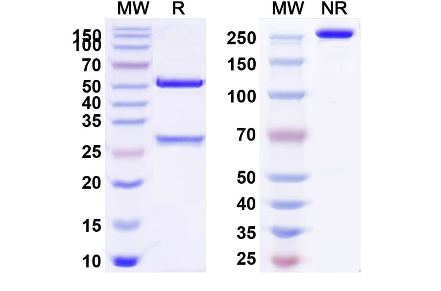 SDS-PAGE - Anti-ITGB6 Antibody [SGN-B6A] Biosimilar - BSA and Azide free (A340082) - Antibodies.com