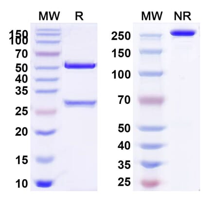 SDS-PAGE - Anti-ITGB6 Antibody [SGN-B6A] Biosimilar - BSA and Azide free (A340082) - Antibodies.com