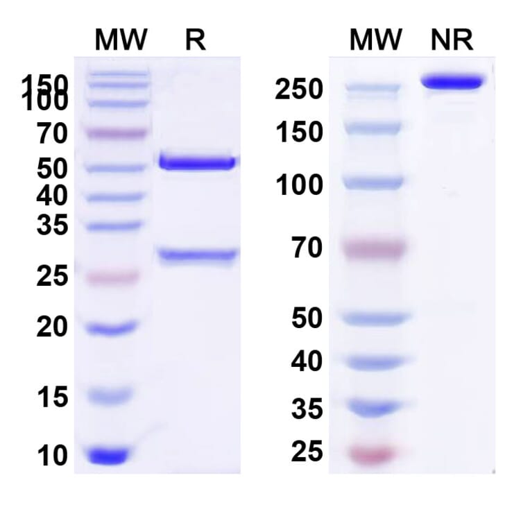 SDS-PAGE - Anti-ITGB6 Antibody [SGN-B6A] Biosimilar - BSA and Azide free (A340082) - Antibodies.com