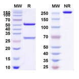 SDS-PAGE - Anti-ITGB6 Antibody [SGN-B6A] Biosimilar - BSA and Azide free (A340082) - Antibodies.com