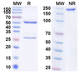 SDS-PAGE - Anti-KAAG1 Antibody [ADCT-91] Biosimilar - BSA and Azide free (A340083) - Antibodies.com