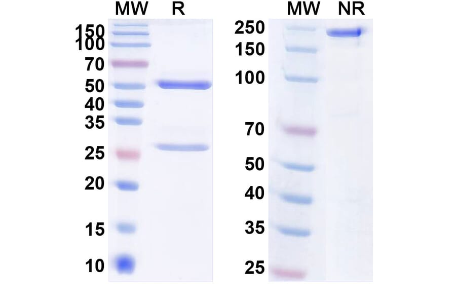 SDS-PAGE - Anti-KAAG1 Antibody [ADCT-91] Biosimilar - BSA and Azide free (A340083) - Antibodies.com