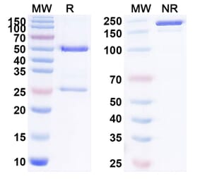 SDS-PAGE - Anti-KAAG1 Antibody [AB-3D3] Biosimilar - BSA and Azide free (A340084) - Antibodies.com