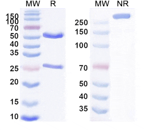 SDS-PAGE - Anti-KAAG1 Antibody [AB-3A4] Biosimilar - BSA and Azide free (A340085) - Antibodies.com