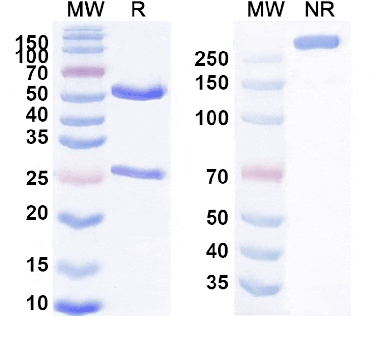 SDS-PAGE - Anti-KAAG1 Antibody [AB-3A4] Biosimilar - BSA and Azide free (A340085) - Antibodies.com